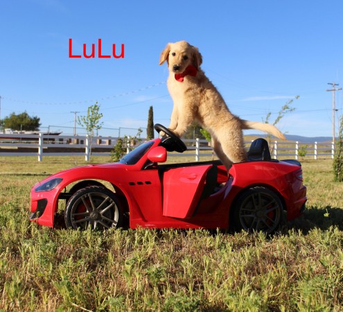 Desde el principio, a LuLú se le dio bien posar para la cámara.