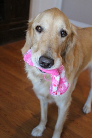 ¡Esto es cuando LuLú no anda por ahí robándose los calcetines!